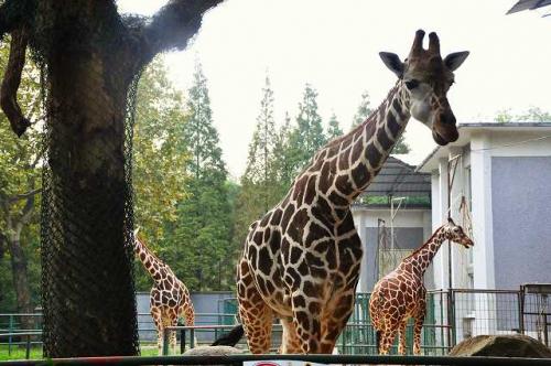 上海動物園14