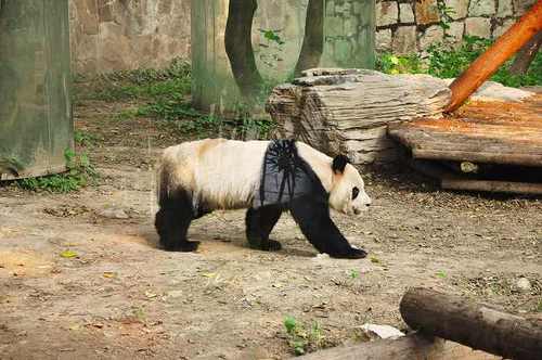 上海動物園15