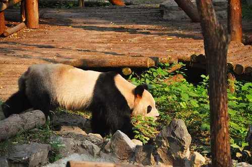上海動物園16