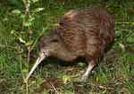 ニュージーランドの国鳥　キーウィ
