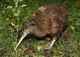 ニュージーランドの国鳥　キーウィ