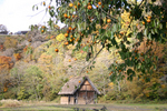 白川郷　合掌小屋＆柿の実　秋の風景