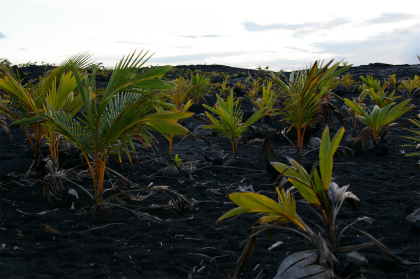 たくさんの椰子の実から小さな葉っぱが・・