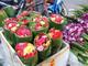バンコク　花市場