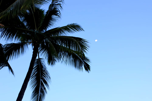 椰子の木の上にまだ月が