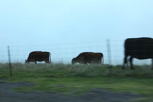 確かに牧場で牛たちが草を食べています