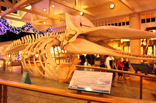 クジラの骨格標本が飾られています
