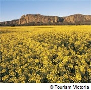 ワイルドフラワー