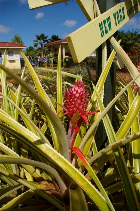 パイナップル農園