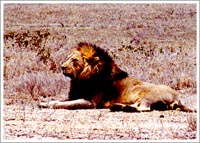 野生の王国・ンゴロンゴロ2