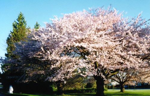 カナダ桜