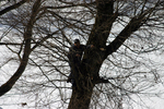社長は木に登ってます