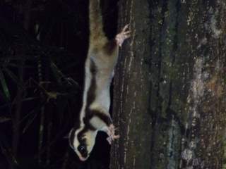 Striped possum