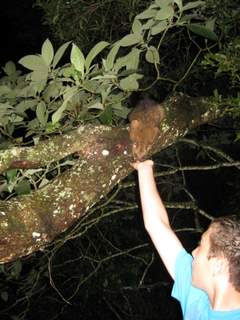 ポッサムの餌付け