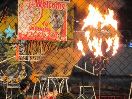 タイガー・ショー