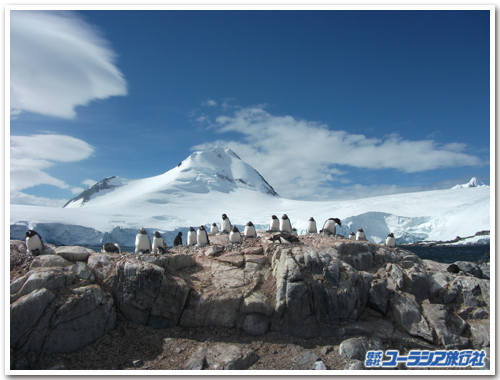 ジェンツーペンギンの営巣地