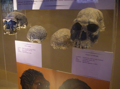 Homo Fossile