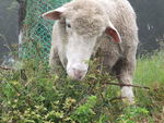 青青草原の羊