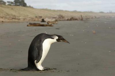 NZのコウテイペンギン１