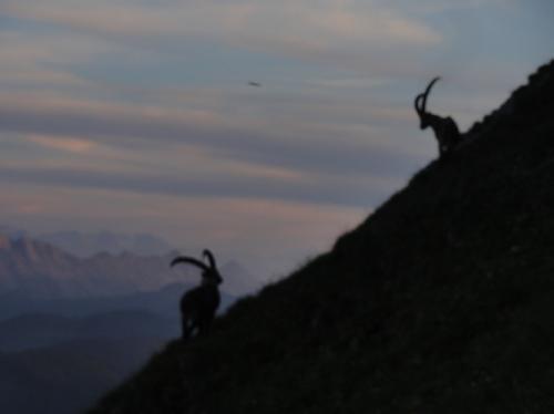 シュタインボックに突然出会う