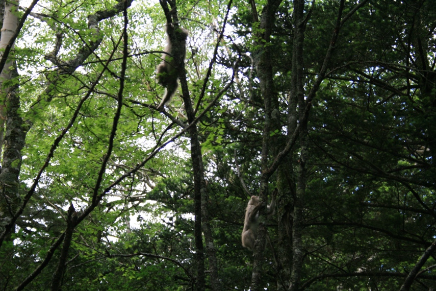 大正池〜河童橋〜明神池030