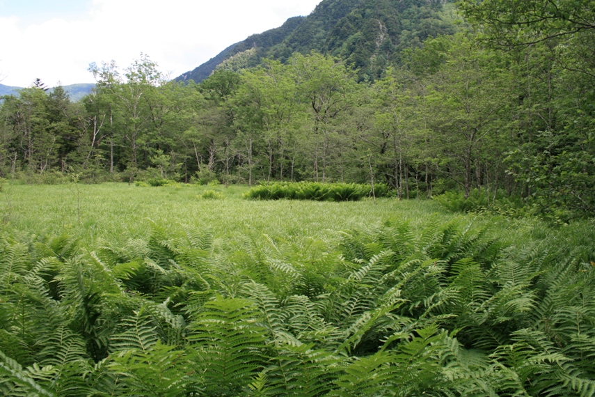 大正池〜河童橋〜明神池050