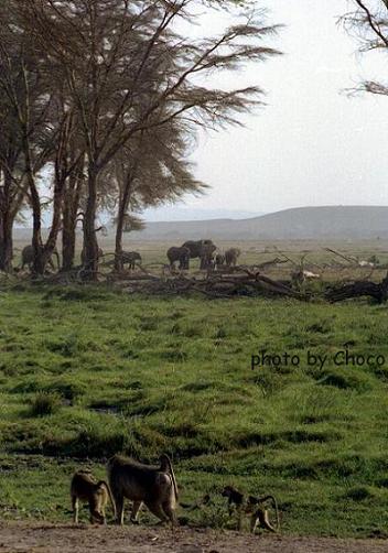 1990年代の湿原周辺