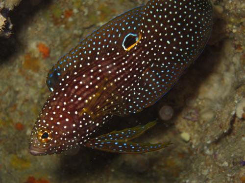 見つかっちゃった!