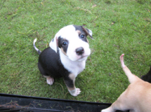 グアムのワンコ