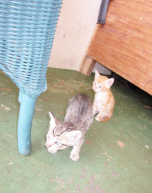 グアムのノラネコ