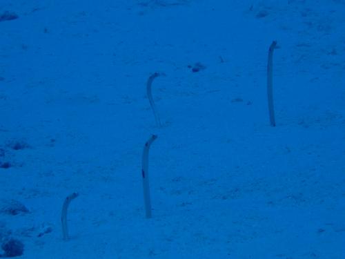 にょろにょろ〜