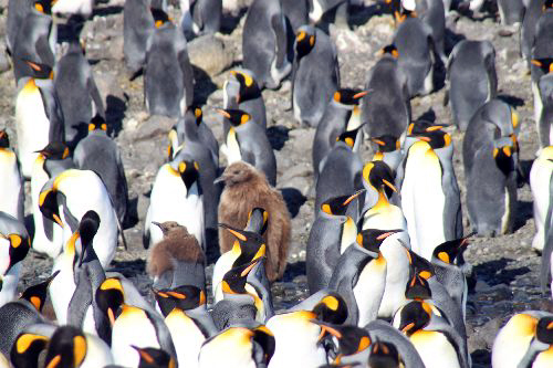 フォーチュナ・ベイ