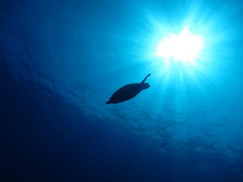 太陽とカメ。