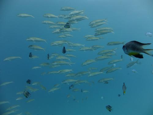 アカヒメジ群れ