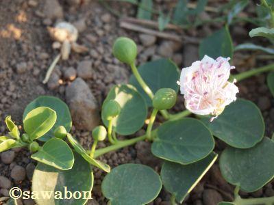 パンテレリア10