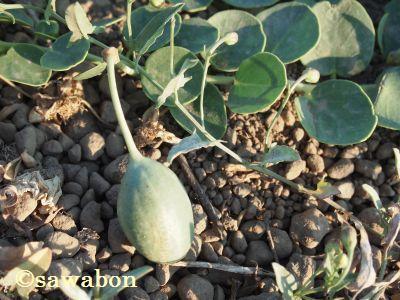 パンテレリア11