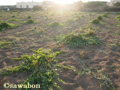 パンテレリア12