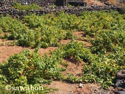 パンテレリア13