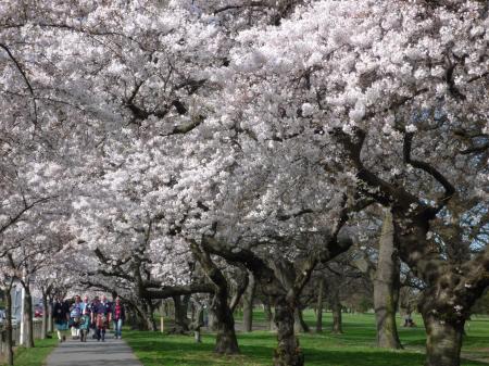 2011年の桜並木 クライストチャーチ