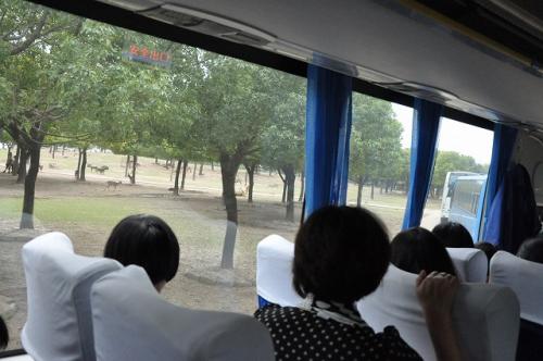 上海野生動物園4