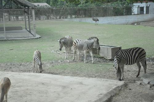 上海野生動物園6