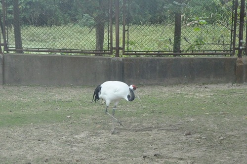 上海野生動物園７