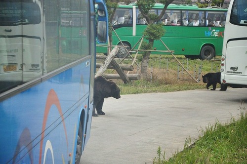 上海野生動物園１１