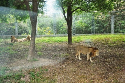 上海野生動物園１６