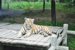 上海野生動物園１９