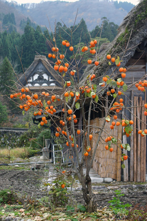 柿が目立ち