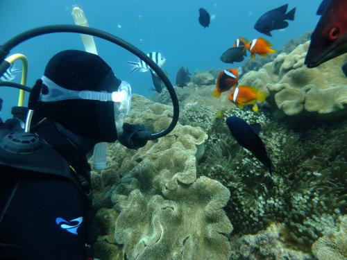 フィッシュウォッチ