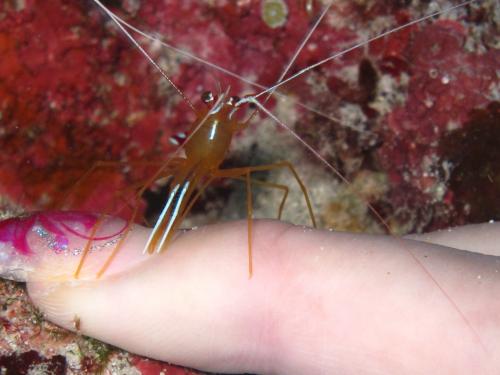 ちょっとクスグッタイ