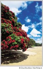 真っ赤なおはなの?! クリスマスツリー