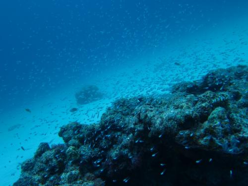 スカシテンジクダイ